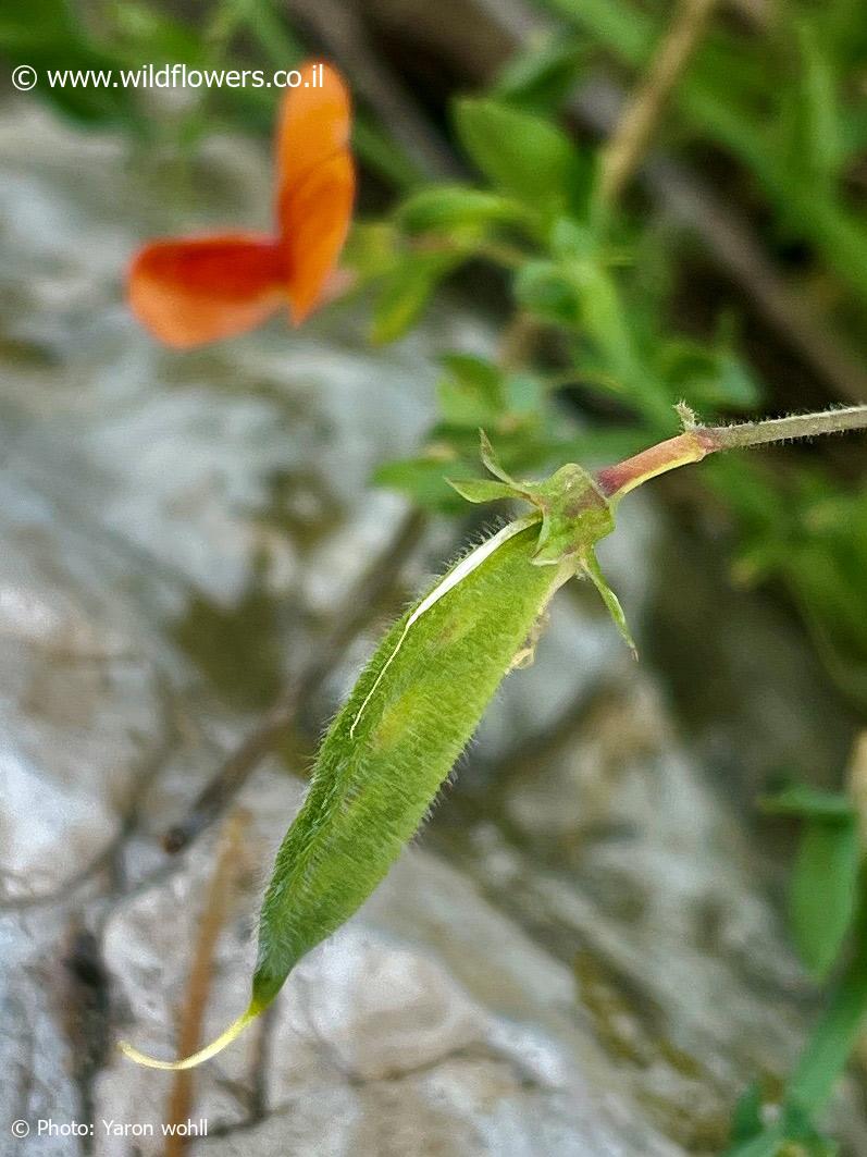 Lathyrus  hirticarpus